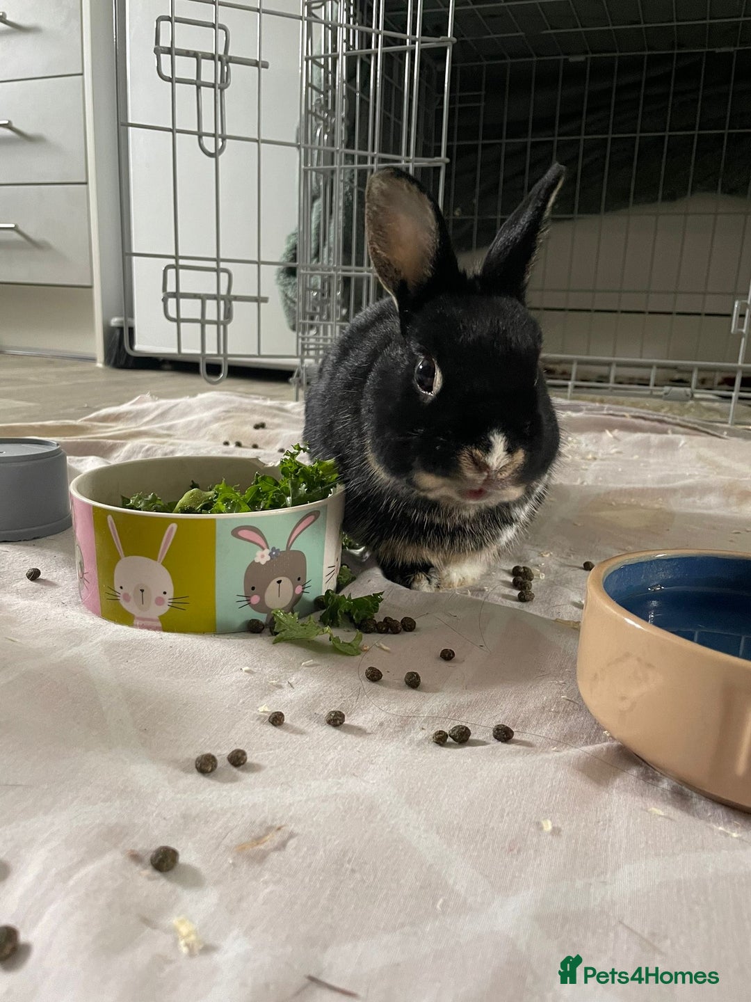 Netherland Dwarf rabbits for sale: Sweet Boy Looking for a New Forever Home - Image 3