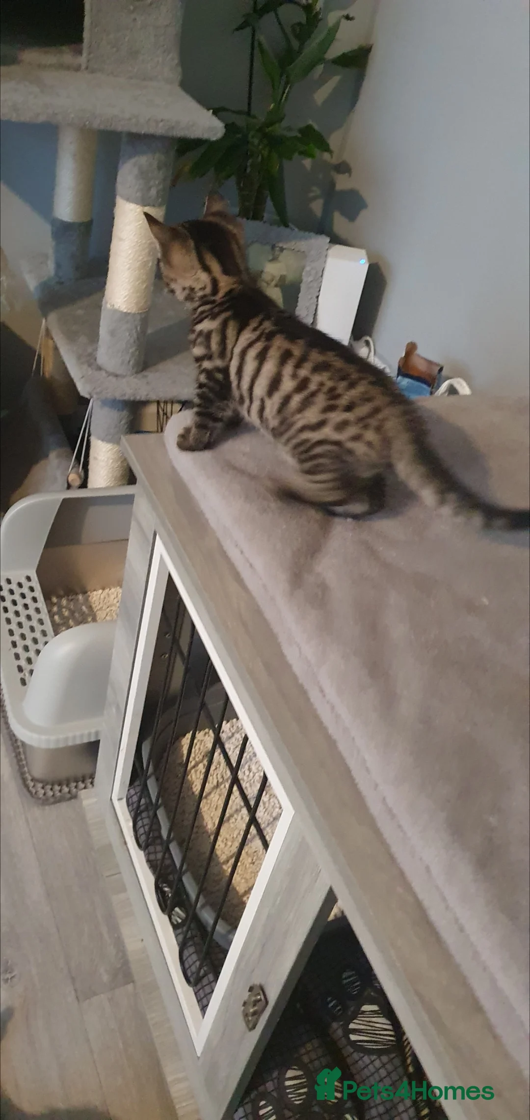 Mixed Breed cats for sale: STUNNING BENGAL TABBY MIXED BOY! - Advert 3