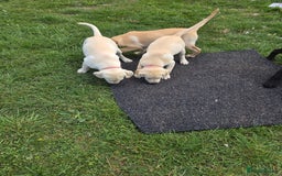 Labrador Retriever dogs for sale: Kc registered Labrador puppie ready to leave - Image 15