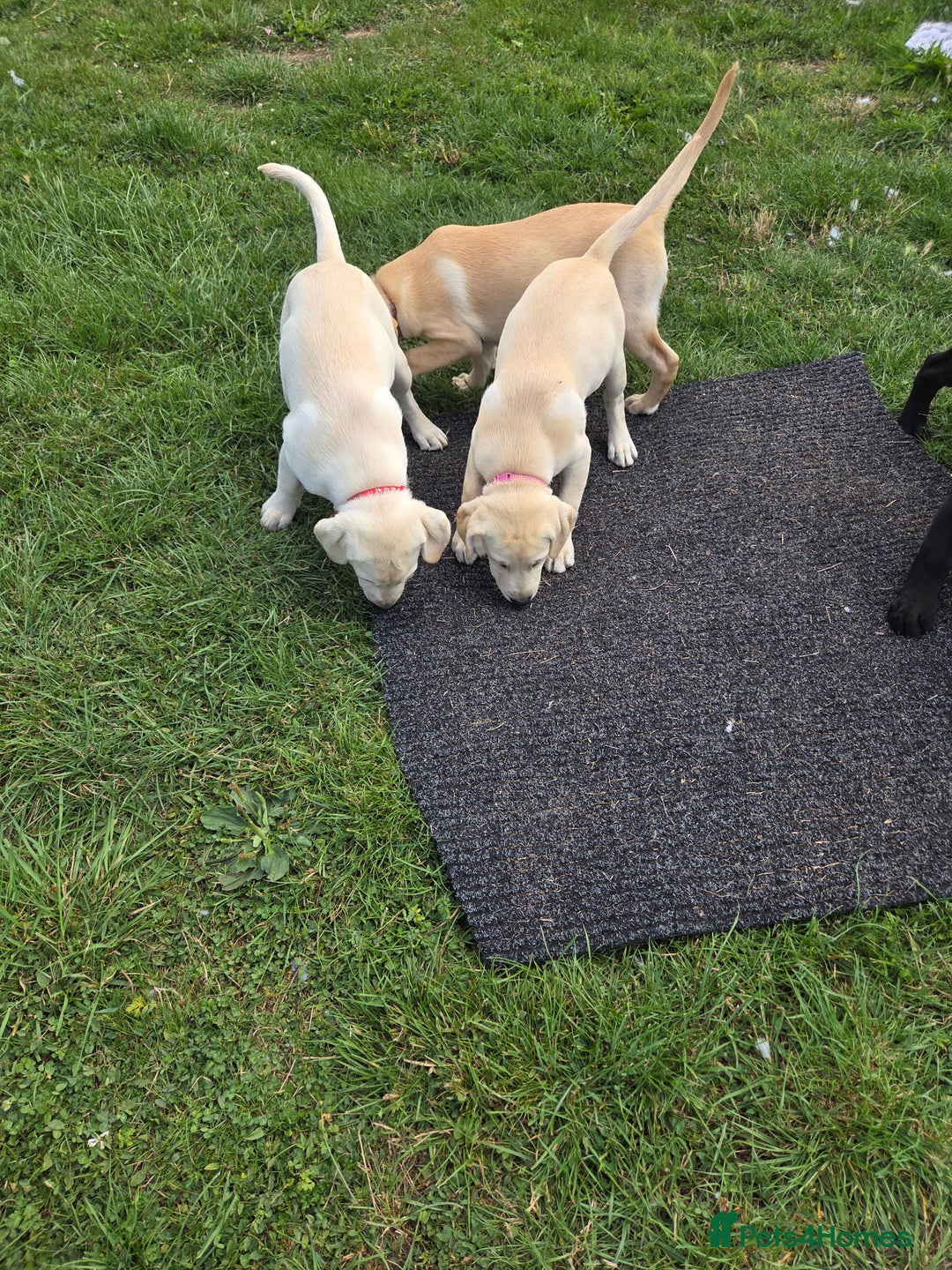 Labrador Retriever dogs for sale: Kc registered Labrador puppie ready to leave - Image 15