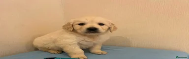 Golden Retriever 1