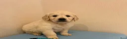 Golden Retriever dogs for sale: Golden retriever puppies  in Attleborough - Advert 3
