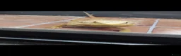 Bearded Dragon reptiles for sale: Bearded dragon - Advert 3