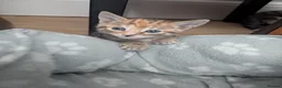 Bengal cats for sale: 😻😻 Beautiful Bengal Cross Kittens For Sale 😻😻 - Advert 33