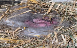 Mini Lop rabbits for sale: Mini lop bunnies  - Image 1