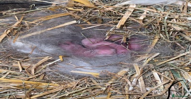 Mini Lop rabbits - Advert 10