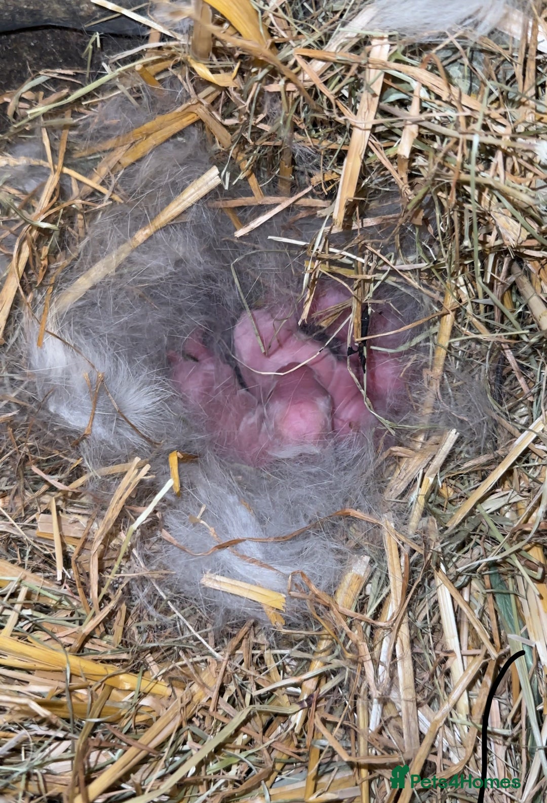Mini Lop rabbits for sale: Mini lop bunnies  - Image 1