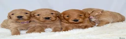 Mini Goldendoodle dogs for sale: F1 Miniature Goldendoodle’s - Advert 19