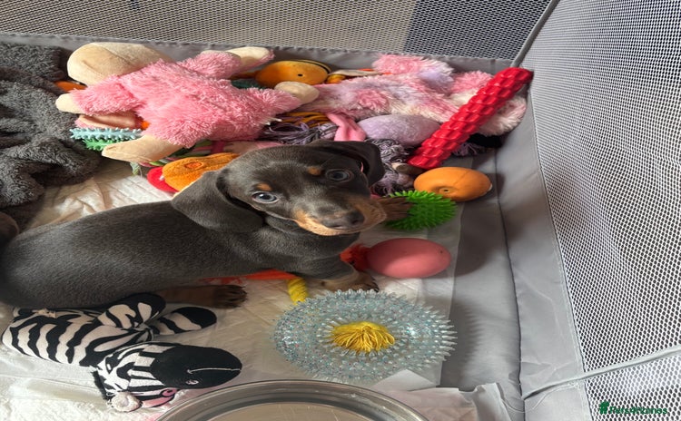 Miniature Dachshund dogs - Advert 11
