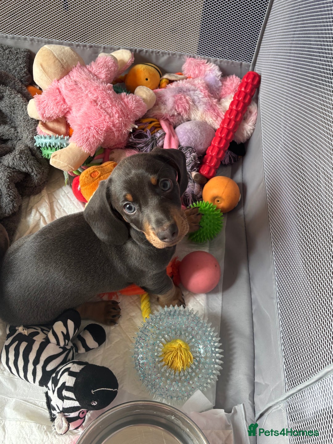 Miniature Dachshund dogs for sale: READY TO GO! ⭐️ 1 Beautiful Boy AVAILABLE!  - Image 1