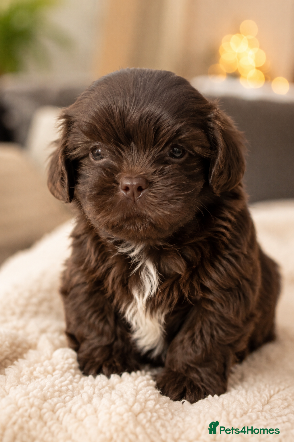 Shih Tzu dogs Kennel Club Health Tested Tiny Lines - Advert 1