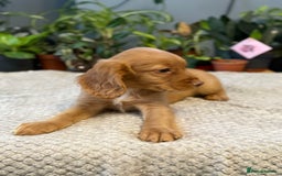 Cocker Spaniel dogs for sale: Four beautiful *working* cocker spaniel puppies - Advert 29