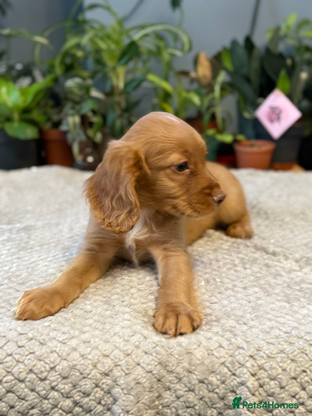 Cocker Spaniel dogs for sale: Four beautiful *working* cocker spaniel puppies - Advert 29