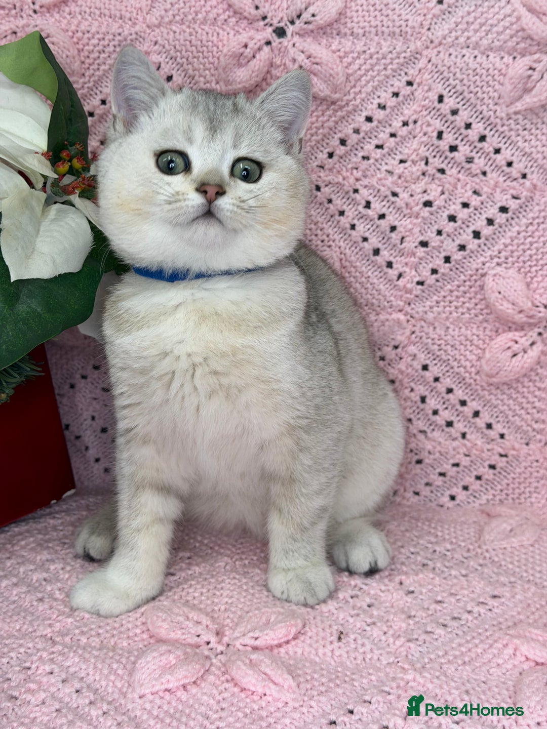 British Shorthair cats for sale: Adorable British sh silver shaded TICA - Advert 2