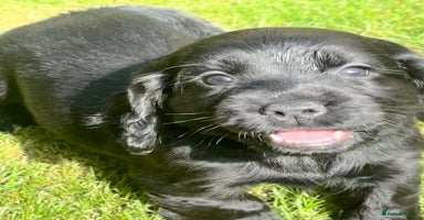 Sprocker dogs - Advert 3
