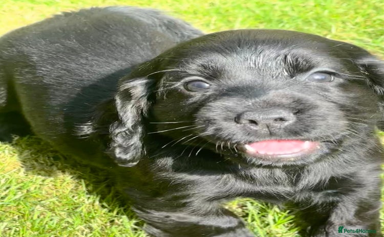 Sprocker dogs - Advert 3