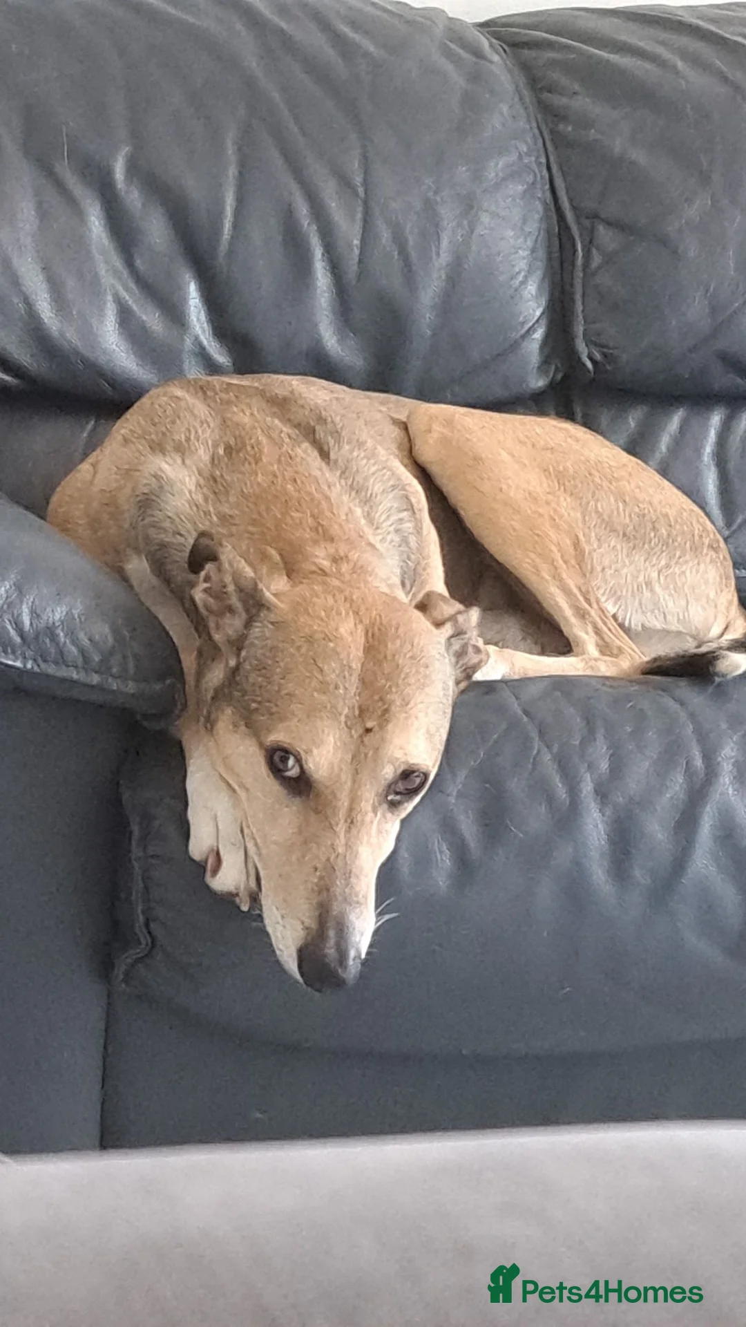 Mixed Breed dogs for sale: 2x greyhound/saluki cross, 6yr old, both male - Advert 6