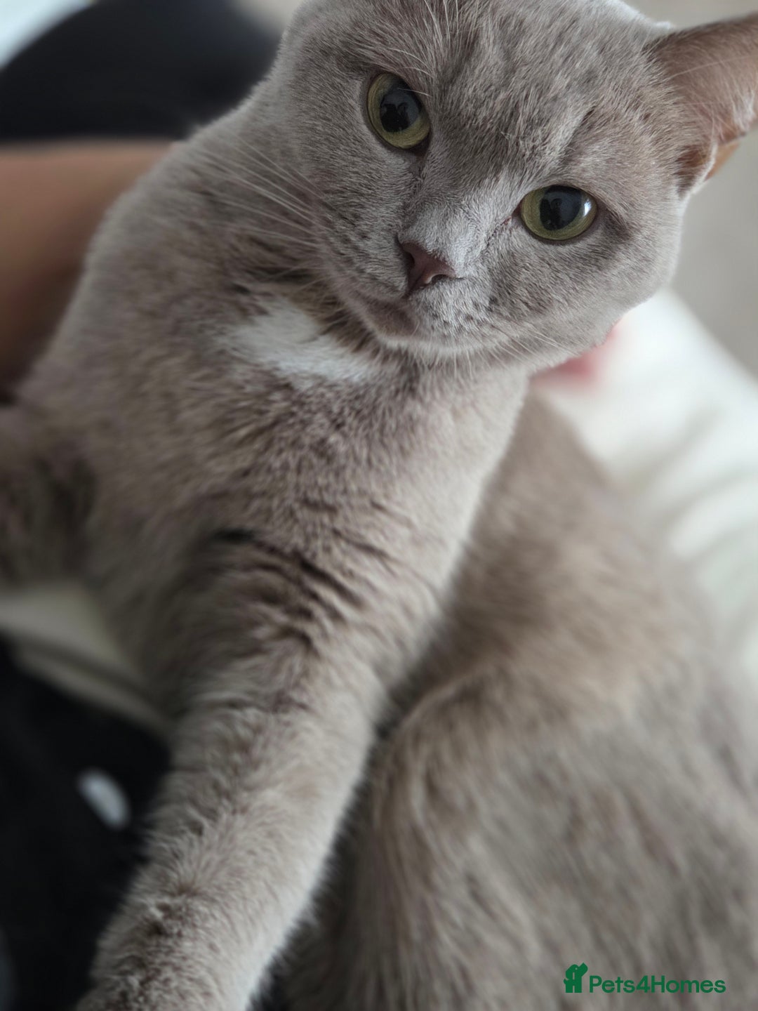 British Shorthair cats for sale: British Shorthair Kitten - Advert 2