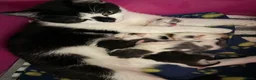 British Shorthair cats for sale: Kittens - Advert 1