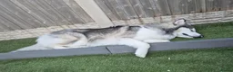 Alaskan Malamute dogs for sale: Alaskan malamute x husky  - Advert 3