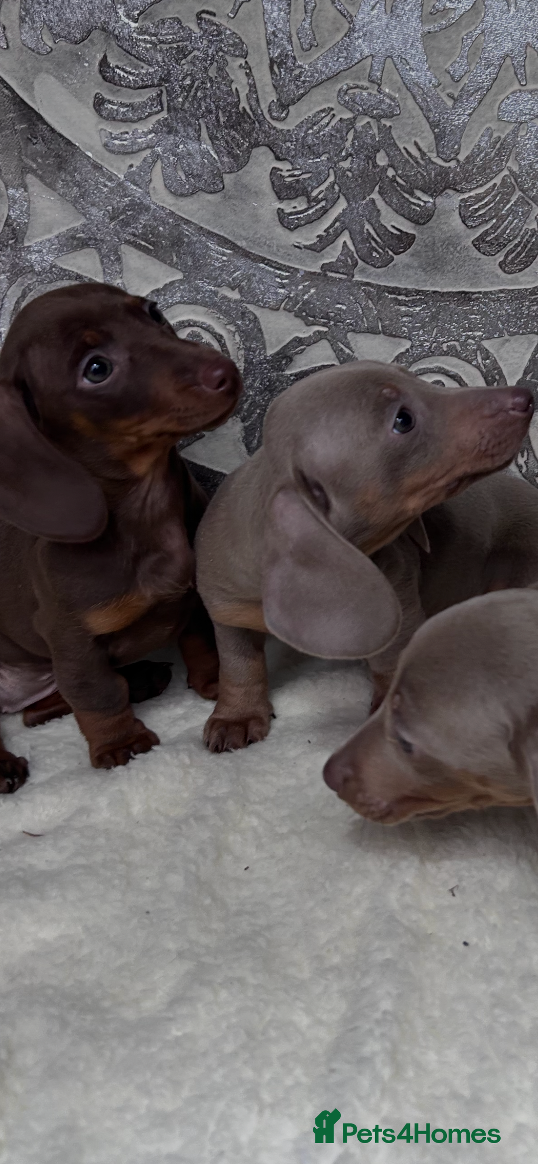 Miniature Dachshund dogs for sale: Ready now miniature dachshund pups - Advert 6