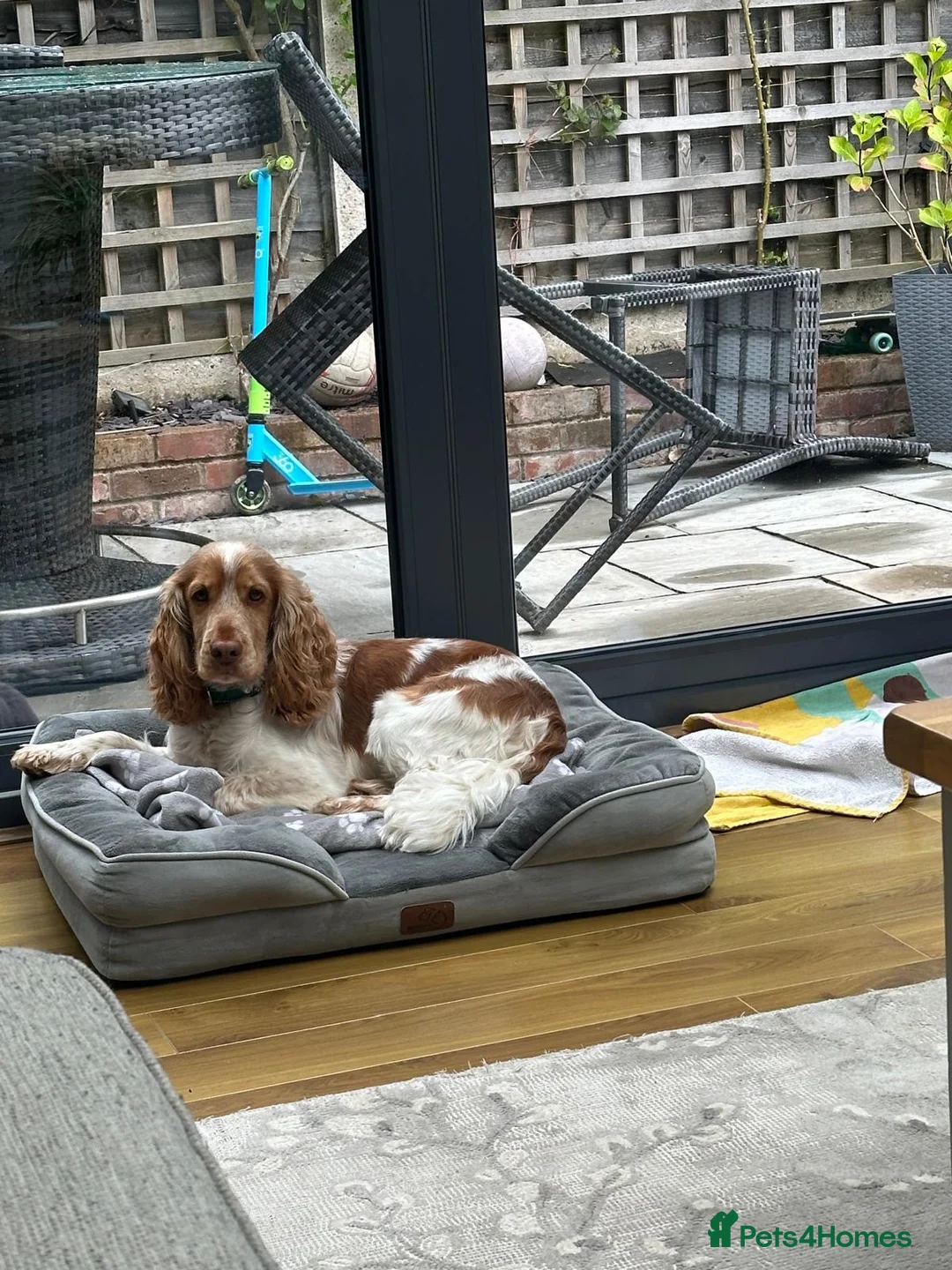 Cocker Spaniel dogs for stud: KC Reg Show Cocker Spaniel- Extensively DNA tested in Warrington - Advert 16