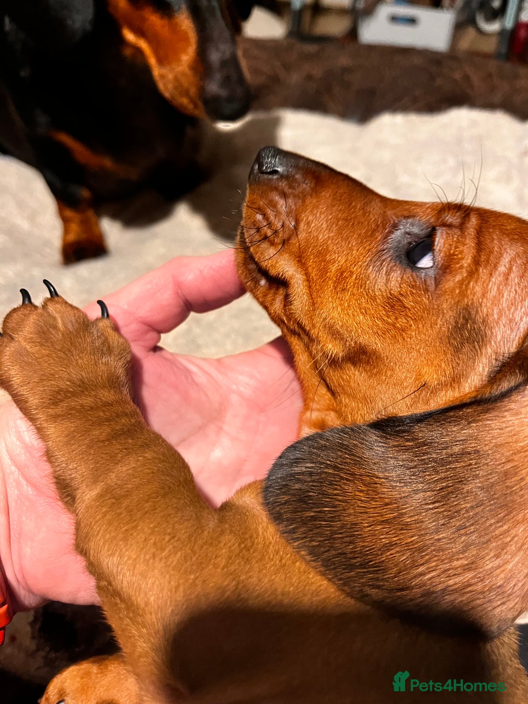Dachshund dogs for sale: KC REG STANDARD SMOOTH HAIR DACHSHUND MALE PUPS - Advert 12