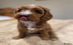 Australian Labradoodle dogs for sale: Genuine 100% Australian Labradoodle Puppies - Image 9