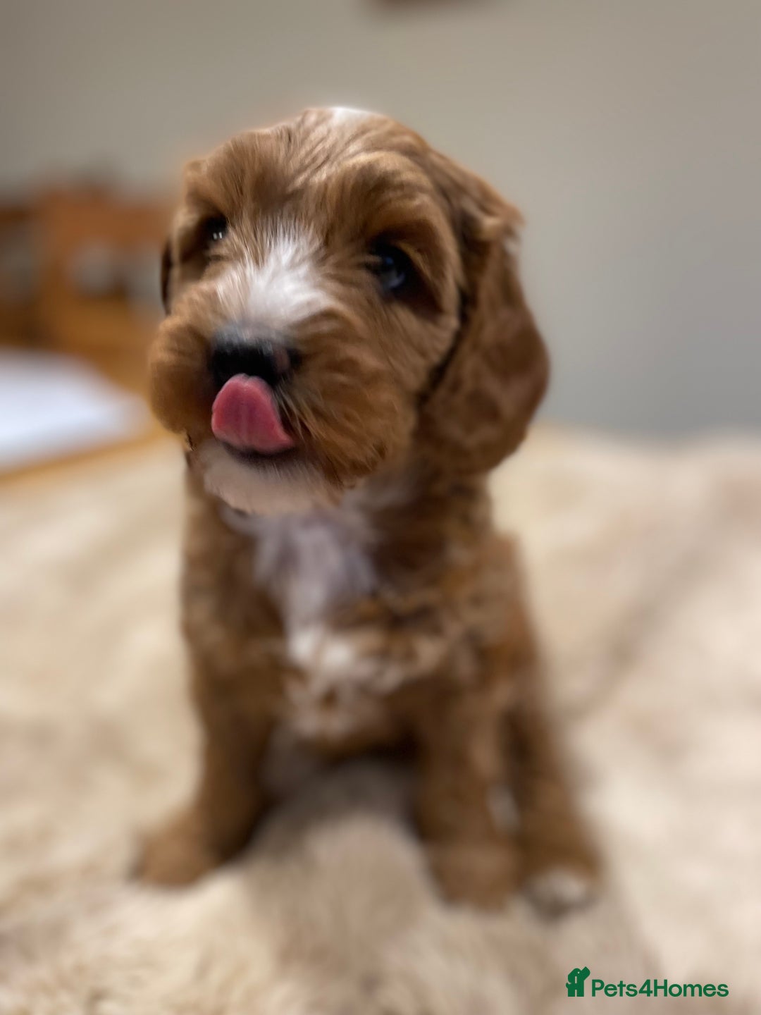Australian Labradoodle dogs for sale: Genuine 100% Australian Labradoodle Puppies - Image 9