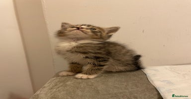 Mixed Breed cats - Advert 7