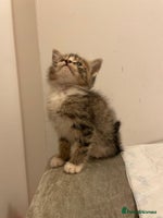 Mixed Breed cats - Advert 8