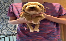 Cocker Spaniel dogs for sale: The Perfect Mix Cocker Puppies Working x Show  - Image 5