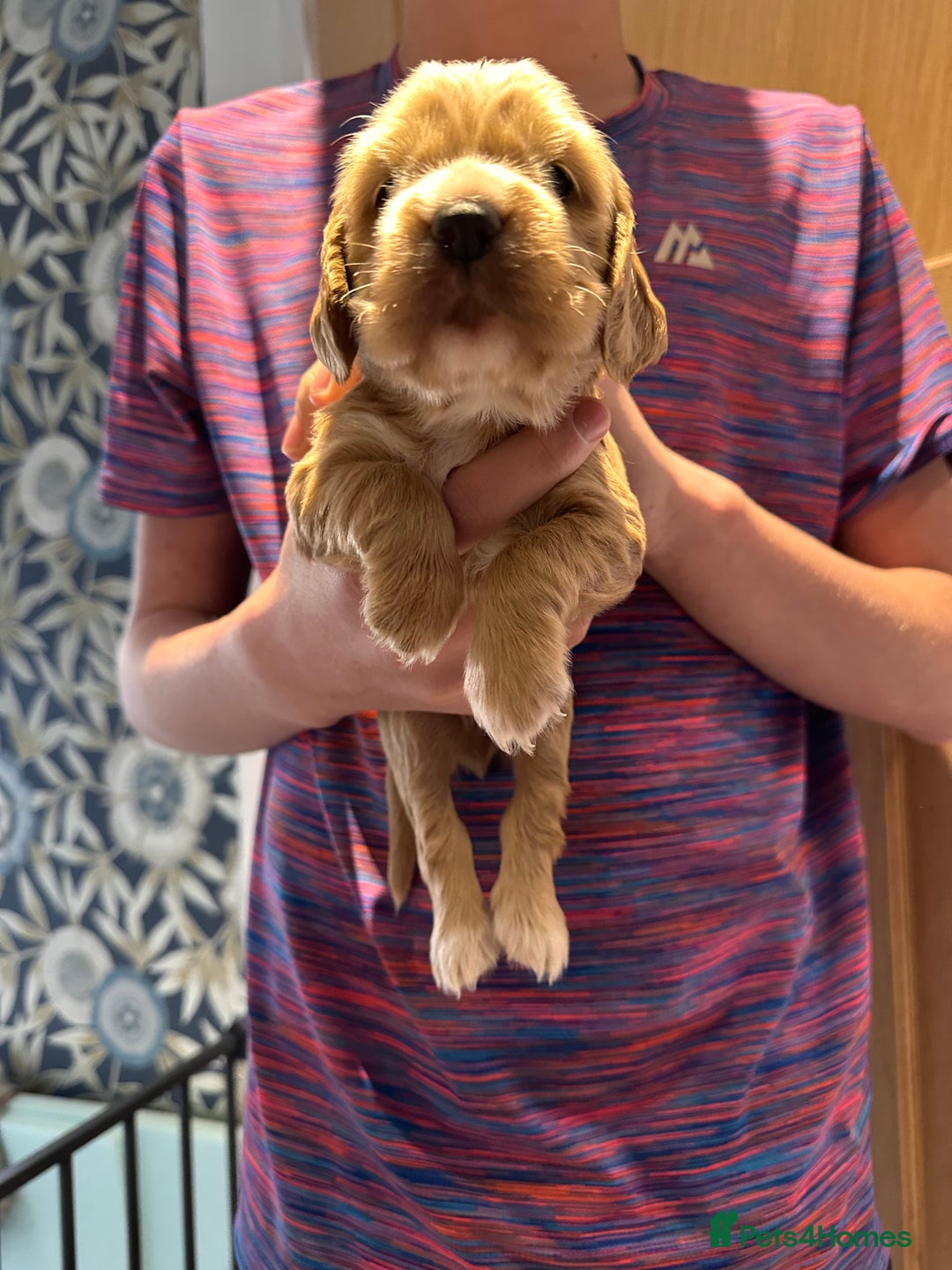 Cocker Spaniel dogs for sale: The Perfect Mix Cocker Puppies Working x Show  - Image 5