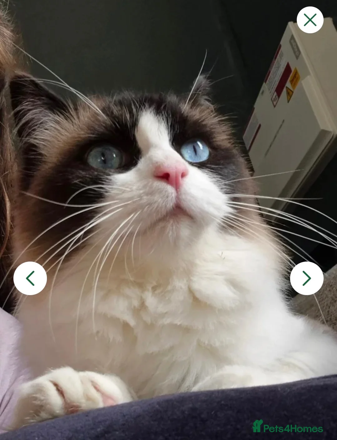 Ragdoll cats for sale: Beautiful Seal Bicolour Ragdoll Cat 18 Months Male - Advert 2