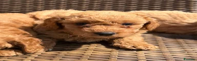 Cavapoochon 4