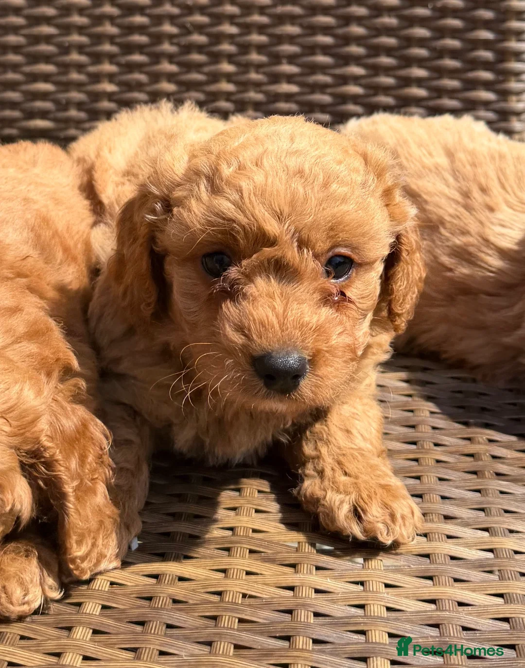 Cavapoochon dogs for sale: Cavapoochons ready for reserve 💕  - Advert 14
