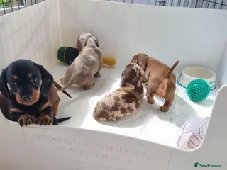 Miniature Dachshund dogs lovely miniature dachshunds puppies for sale - Advert 1