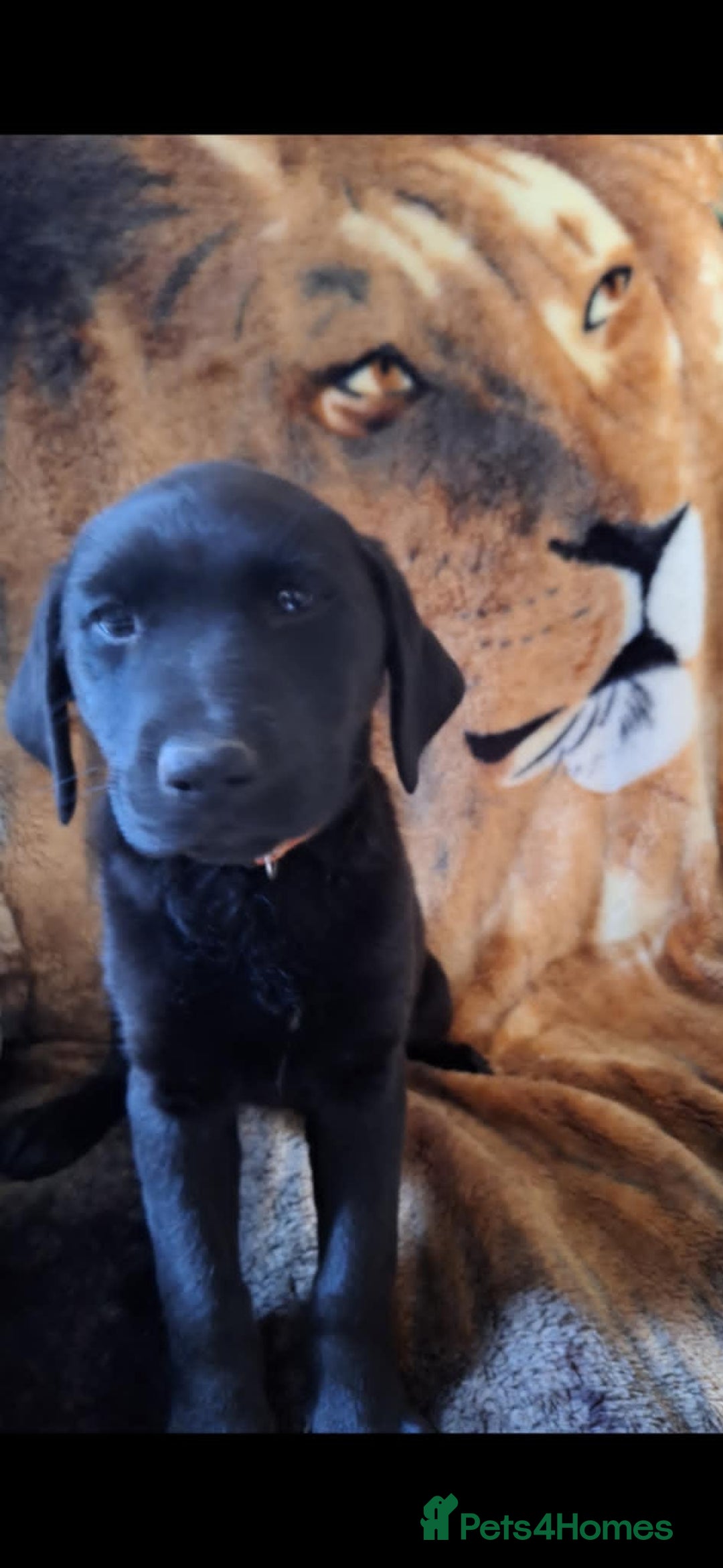 Labrador Retriever dogs for sale: labrador puppys in Lowestoft - Image 5