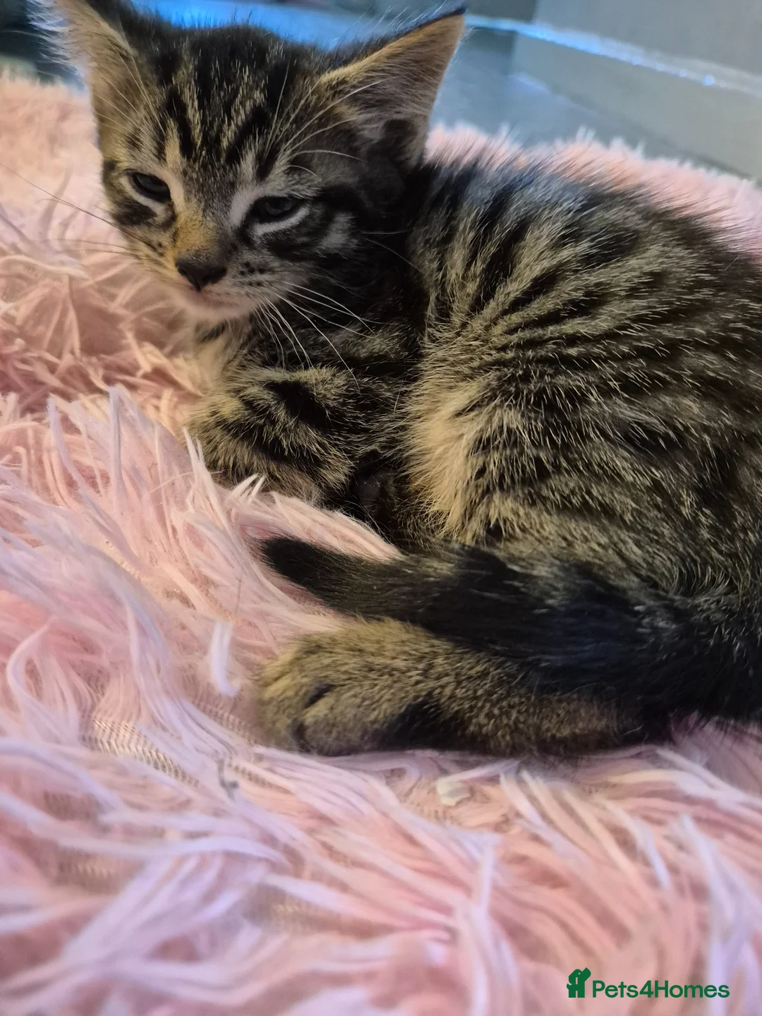 Mixed Breed cats for sale: Gorgeous Tabby in London - Advert 1