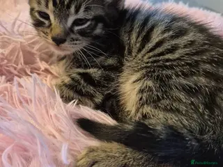 Mixed Breed cats Gorgeous Tabby - Advert 1