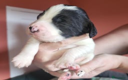 Sprocker dogs for sale: Adorable Chunky Sprocker Spaniel Pups - Image 20