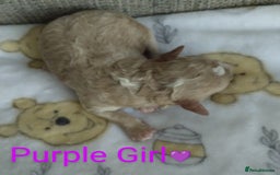 Cockapoo dogs for sale: Stunning Unique Cockapoo Puppies - Image 15