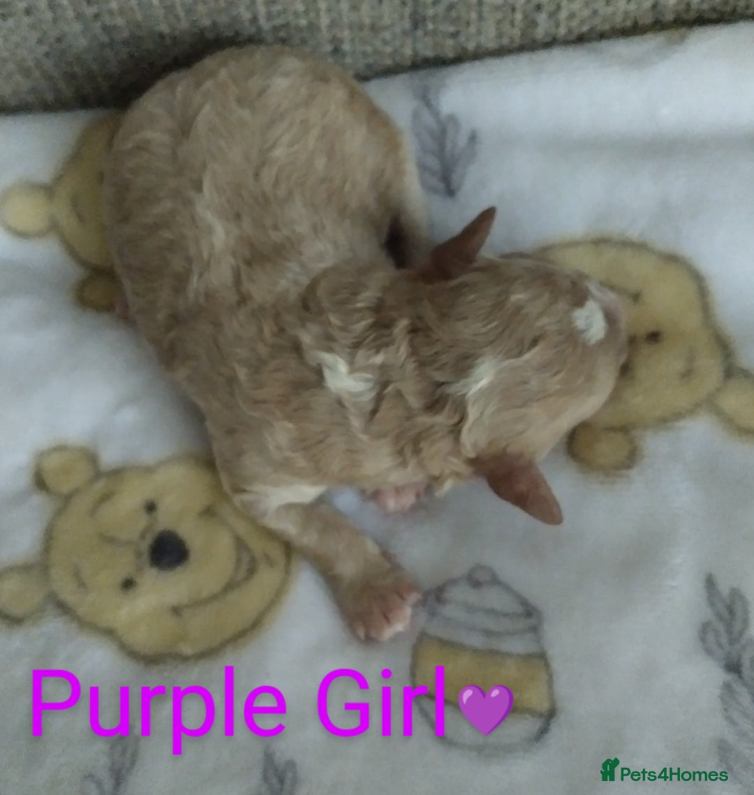 Cockapoo dogs for sale: Stunning Unique Cockapoo Puppies - Image 15