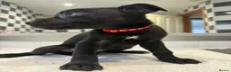 American Bull Staffy dogs for sale: Mixed breed pups  - Advert 5