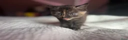 Mixed Breed cats for sale: Stunning kittens - Advert 12