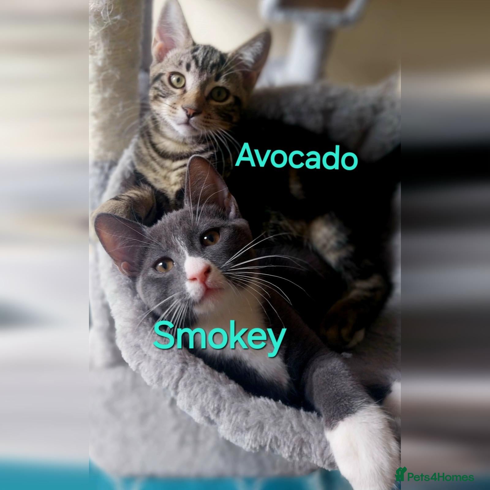 Mixed Breed cats Playful kittens looking for loving home - Advert 2