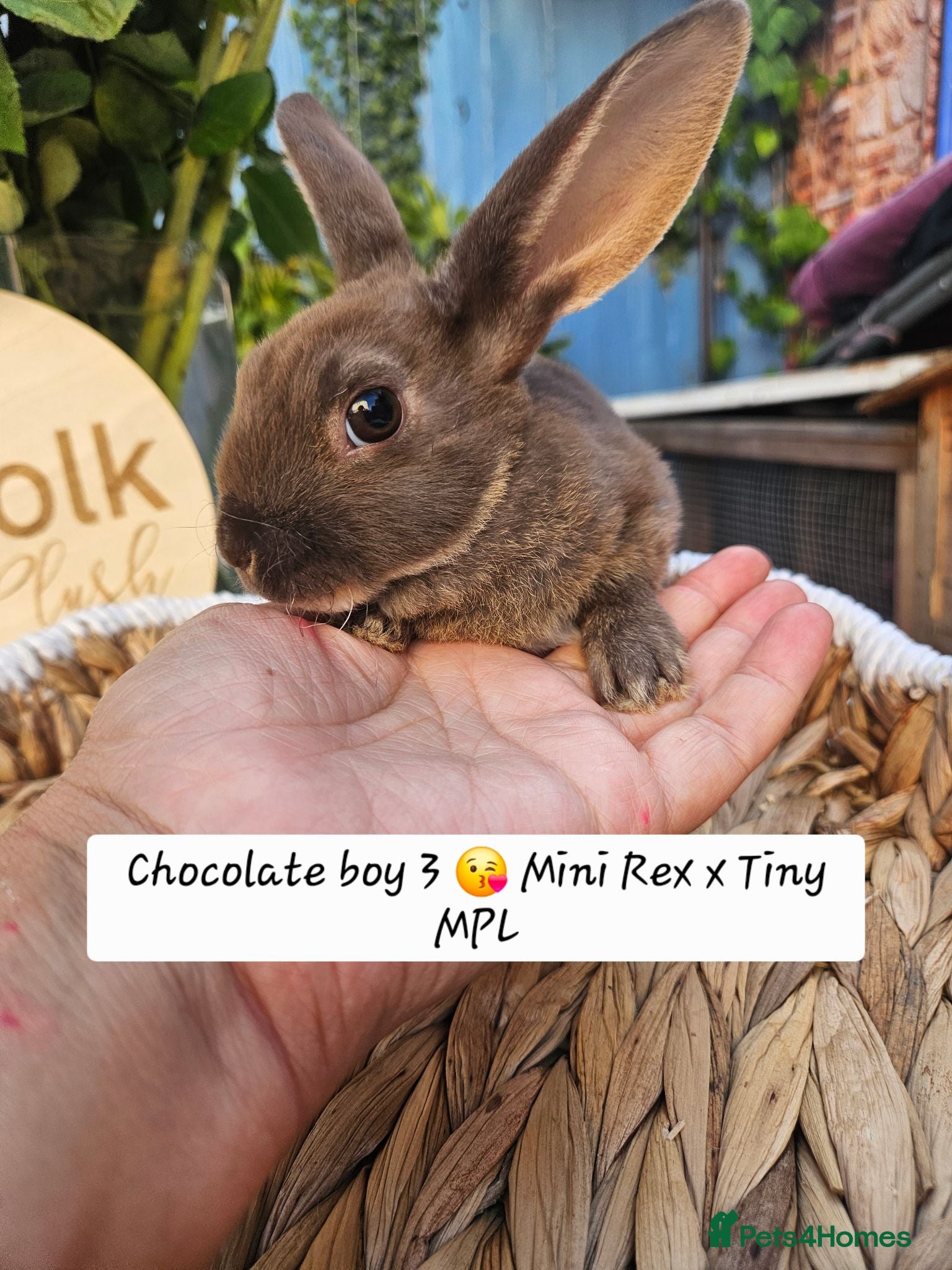 Rex rabbits Mini rex Chocolate & Lilac  - Advert 1