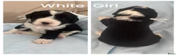 Mixed Breed dogs for sale: 🐾 Beautiful Poodle Cross Puppies 🐾 - Advert 8