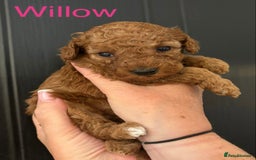 Miniature Poodle dogs for sale: Stunning minature poodle puppies  - Image 8