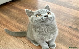 British Shorthair cats for sale: LAST British short haired kitten READY TO LEAVE. - Image 2